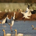 White Cranes, Wuxing White Crane Conservation Area, Poyang Lake, Nanchang, China